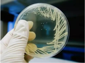 生物试验_微生物类