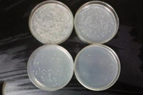 菌种鉴定_微生物类